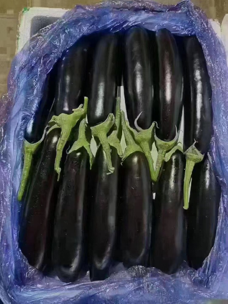 紫茄.jpg