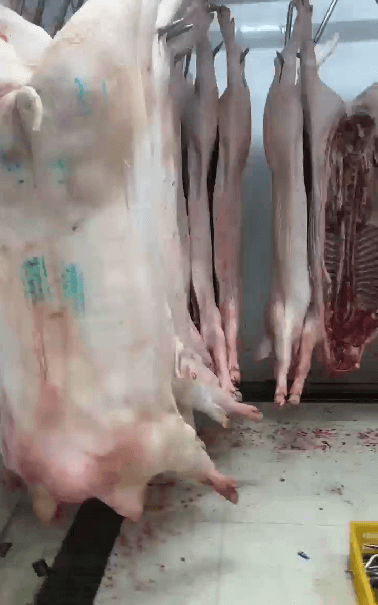 猪肉分割操作间.png